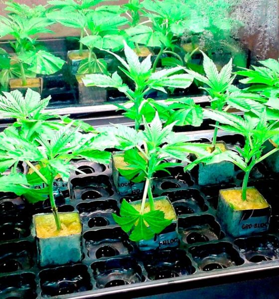 Clones de cannabis