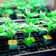 Clones de cannabis