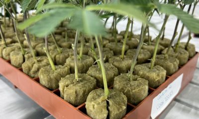 Clones de cannabis à Terre-Neuve