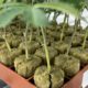 Clones de cannabis à Terre-Neuve