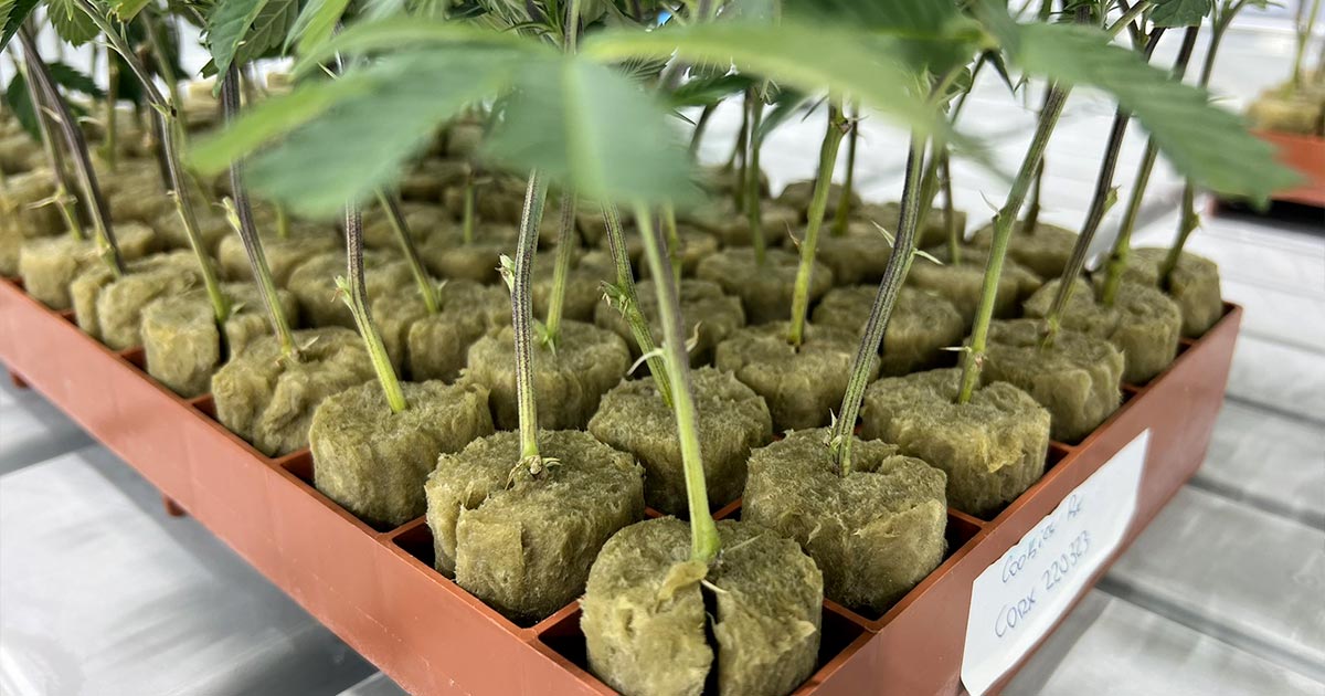 Clones de cannabis à Terre-Neuve