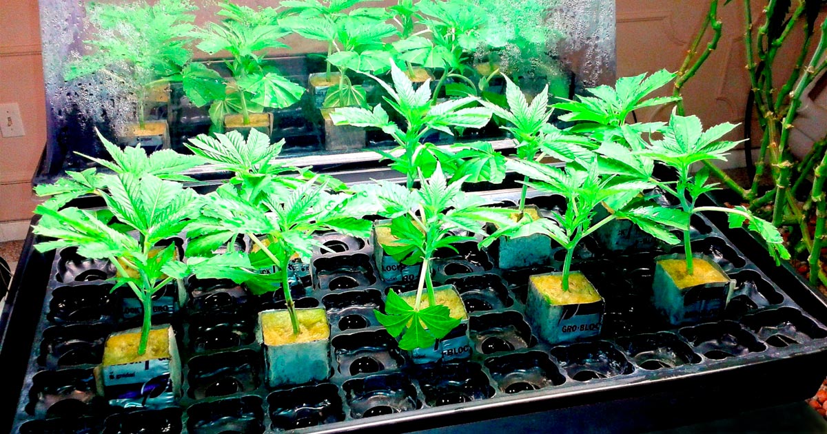 Clones de cannabis