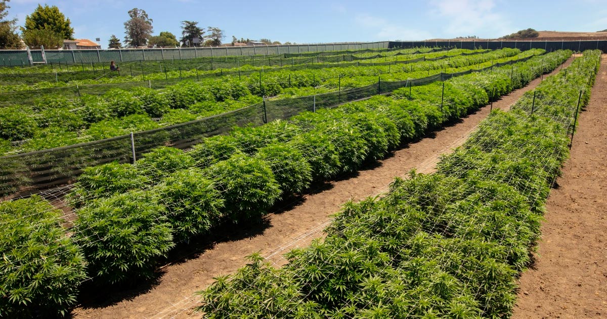 La plantation de cannabis de la ferme