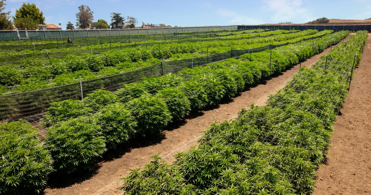 La plantación de cannabis de la granja