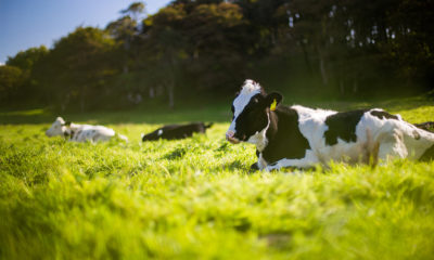 Vaches détendues par le chanvre