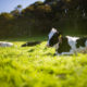 Vaches détendues par le chanvre