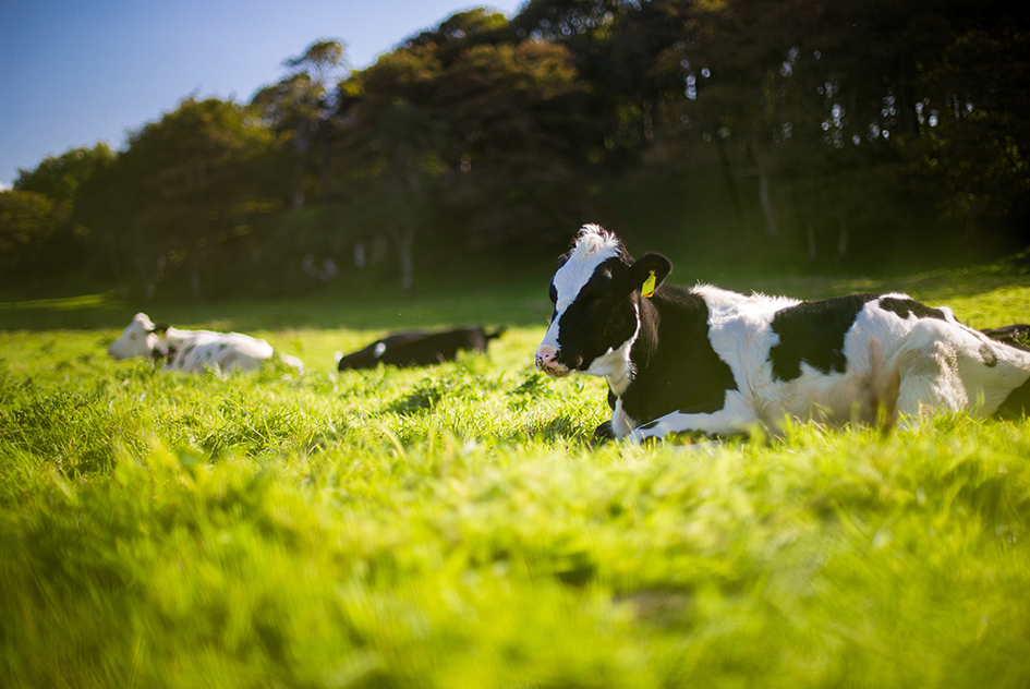 Vaches détendues par le chanvre