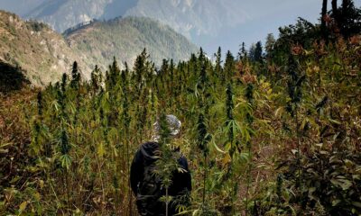 Cannabis au Népal
