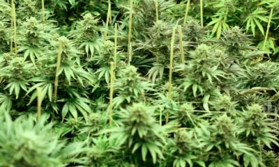 Cannabis au Zimbabwe