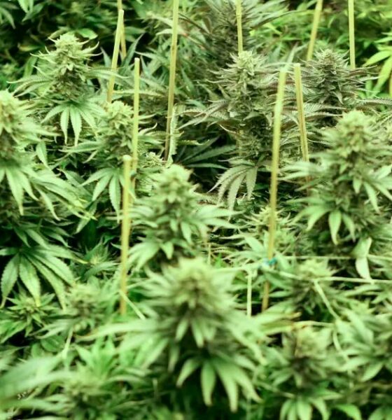Cannabis au Zimbabwe