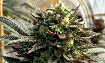 Culture de cannabis en Californie