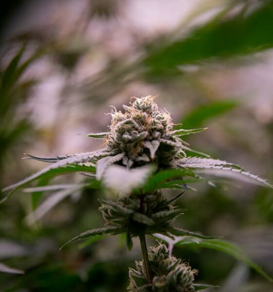 Légalisation du cannabis et diminution des drogues