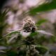 Légalisation du cannabis et diminution des drogues