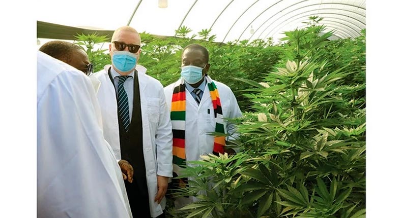 El presidente Emmerson Mnangagwa inaugura un sitio para cultivar este cannabis
