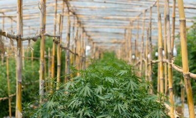 Autoculture de cannabis en Thaïlande