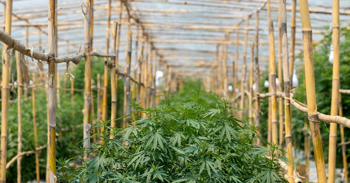 Autoculture de cannabis en Thaïlande