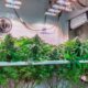 Autoculture de cannabis au Luxembourg