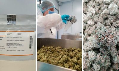Materia exporte du cannabis en Allemagne