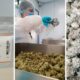 Materia exporte du cannabis en Allemagne