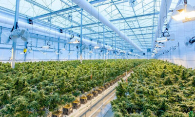 Production de cannabis en Allemagne