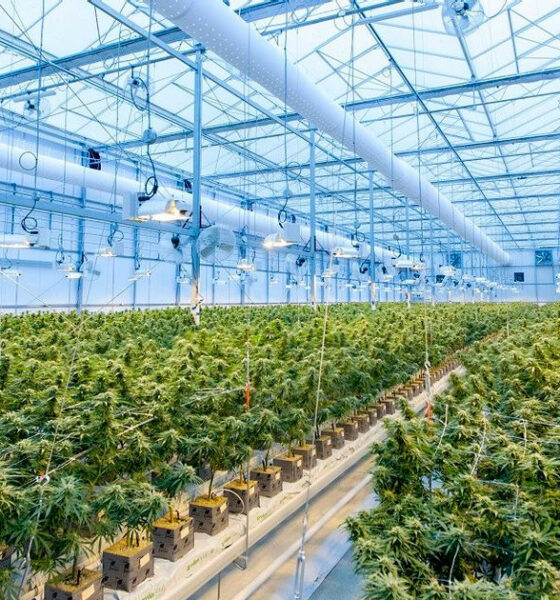 Production de cannabis en Allemagne