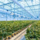 Production de cannabis en Allemagne