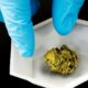 Analyse de cannabis en Californie
