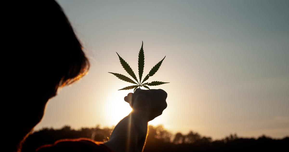 Le meilleur monde du cannabis
