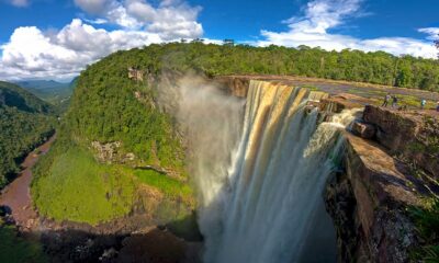 Chanvre au Guyana