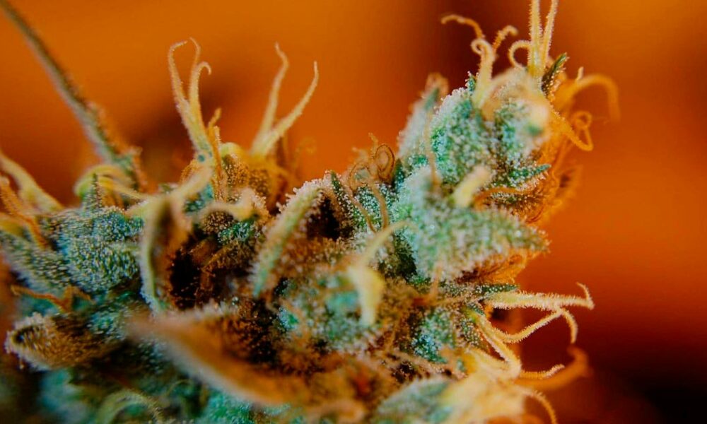 Quel e-liquide choisir pour retrouver le goût de sa weed préférée ?