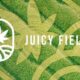 Juicy Fields arnaque