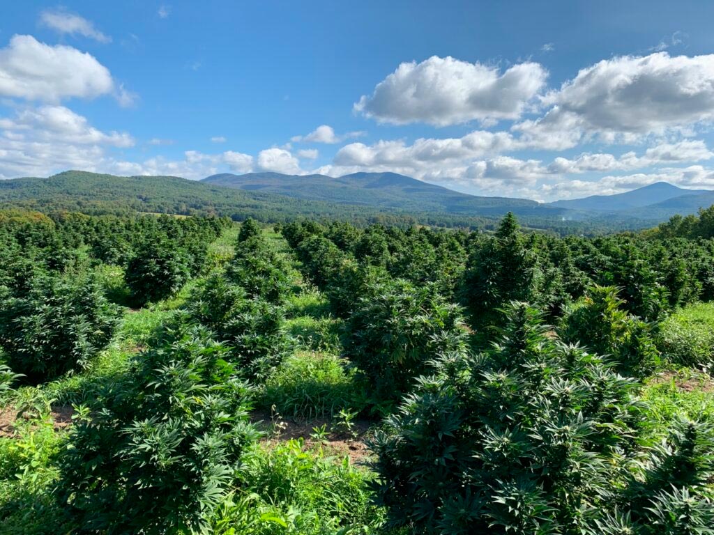 Campo de cáñamo búlgaro de CBD Seed