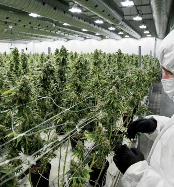 Les différentes étapes de la croissance d'une plante de cannabis - Newsweed