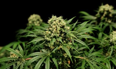 Légalisation du cannabis en Australie