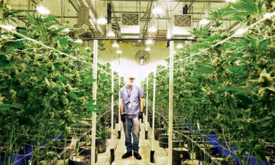 Microculture de cannabis au Québec