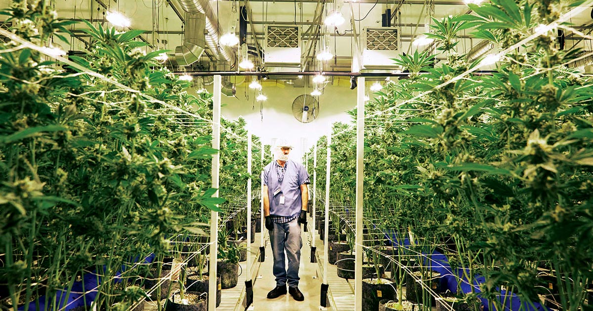 Microculture de cannabis au Québec