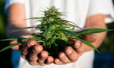 Culture de cannabis à domicile au Canada
