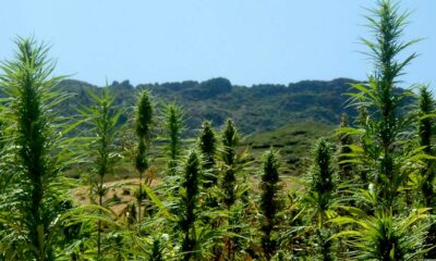 Licence de cannabis au Maroc