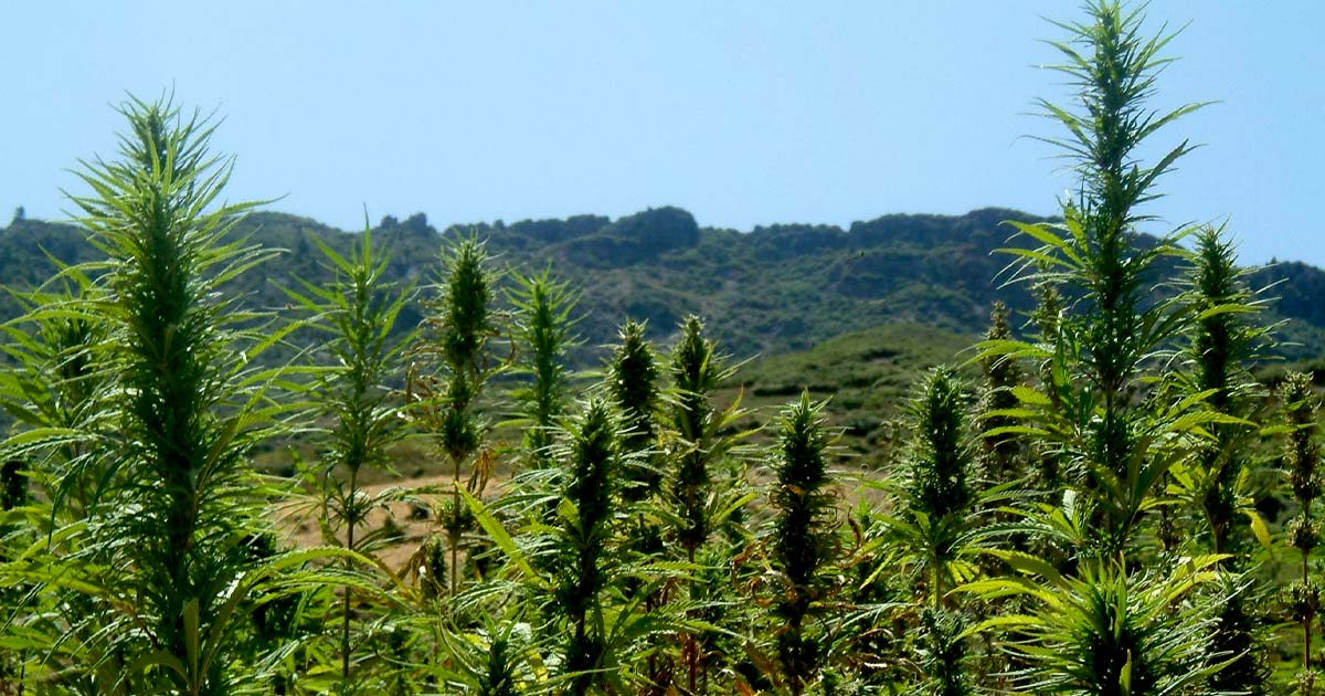Licence de cannabis au Maroc