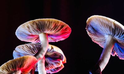 Pourquoi les champignons sont psychédéliques