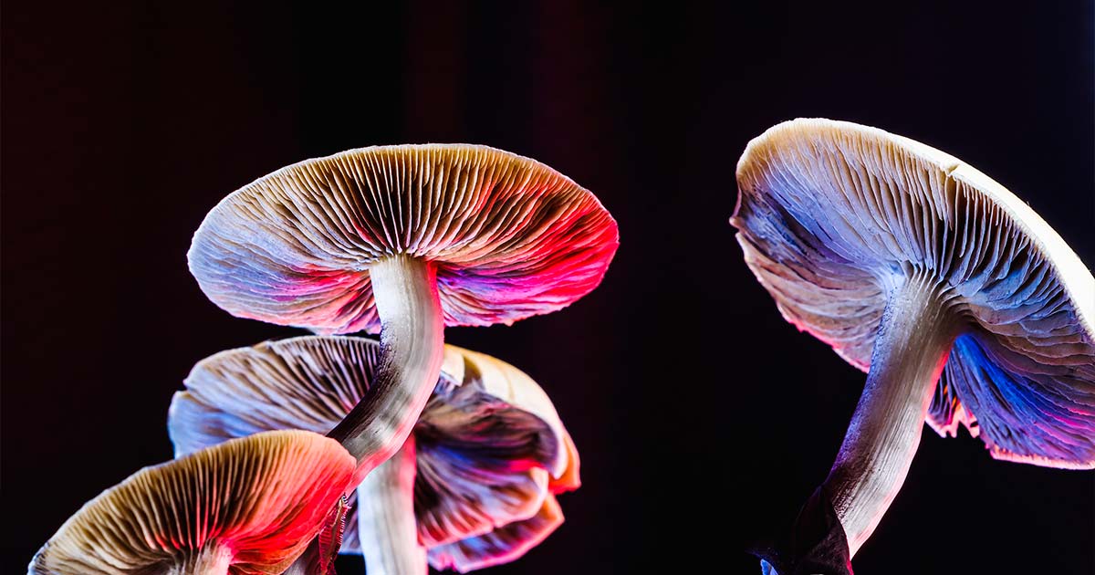 Pourquoi les champignons sont psychédéliques