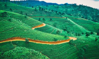 Culture de cannabis au Sri Lanka