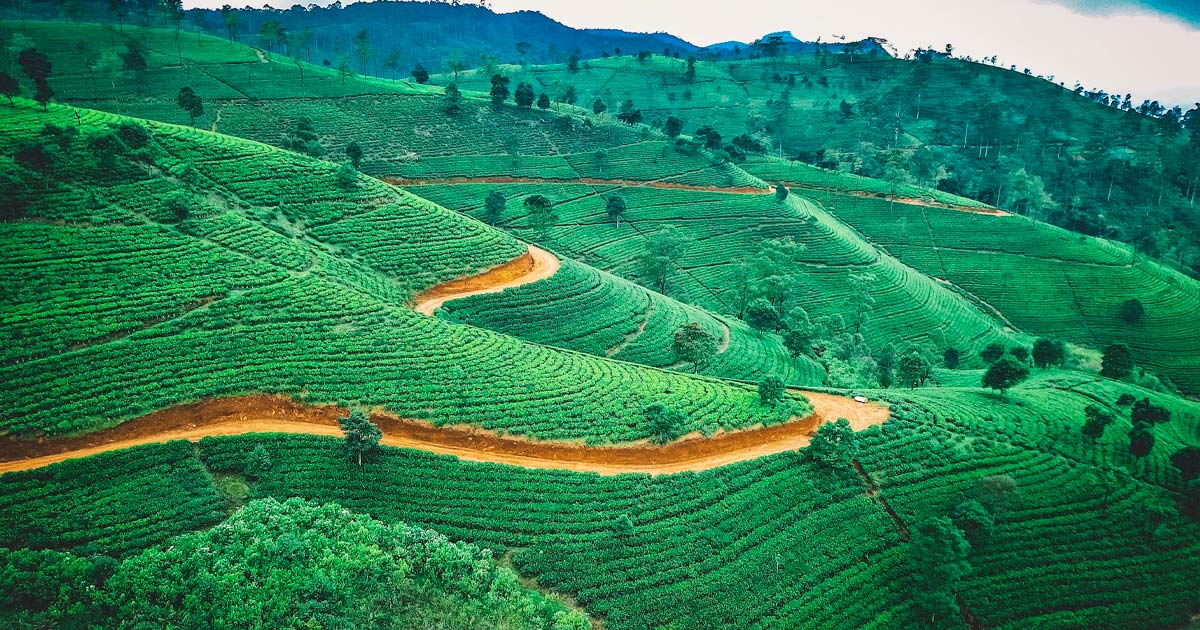 Culture de cannabis au Sri Lanka