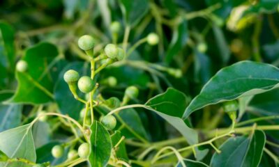 Camphor, a terpene found in cannabis