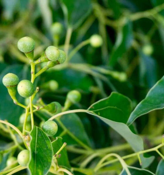 Camphor, a terpene found in cannabis