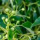 Camphor, a terpene found in cannabis