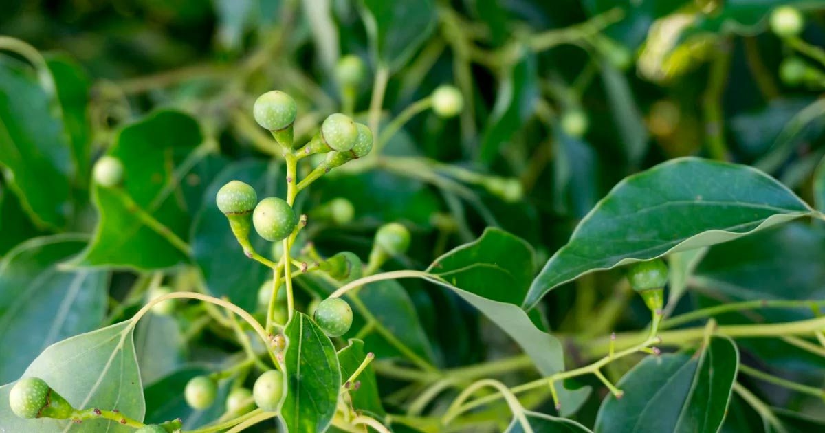 Camphor, a terpene found in cannabis