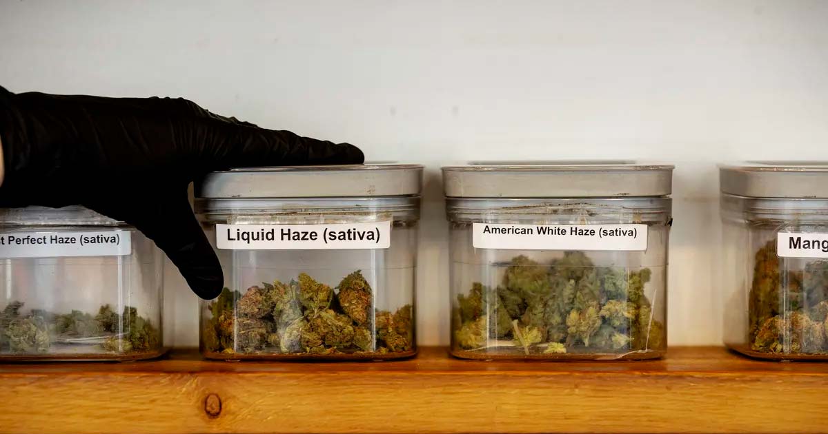 Expérience de production légale de cannabis