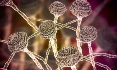 Mycotoxine du cannabis