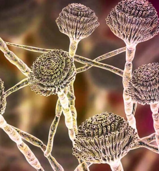 Mycotoxine du cannabis